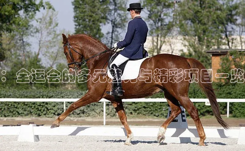 ：全运会的多元魅力与精彩项目一览